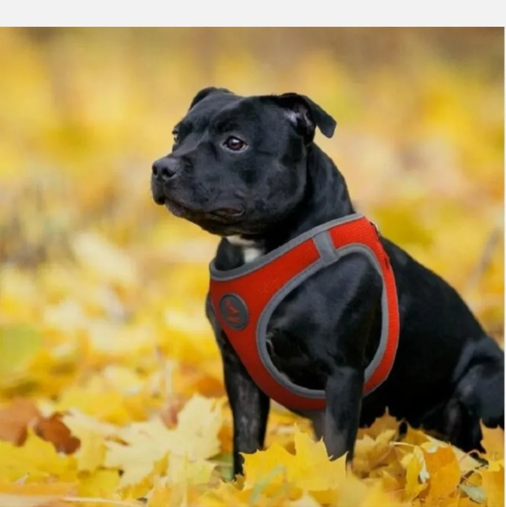 NWT Kruz Reflective Dual Layered  Mesh Dog Harness Limited Edition Red Size XS
